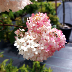 Hortenzia metlinatá (Hydrangea paniculata) ´VANILLE FRAISE´® - výška 20-30 cm, kont. C2L